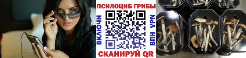 Купить где  Волгореченск  Галлюциногенные грибы GOLDEN TEACHER 